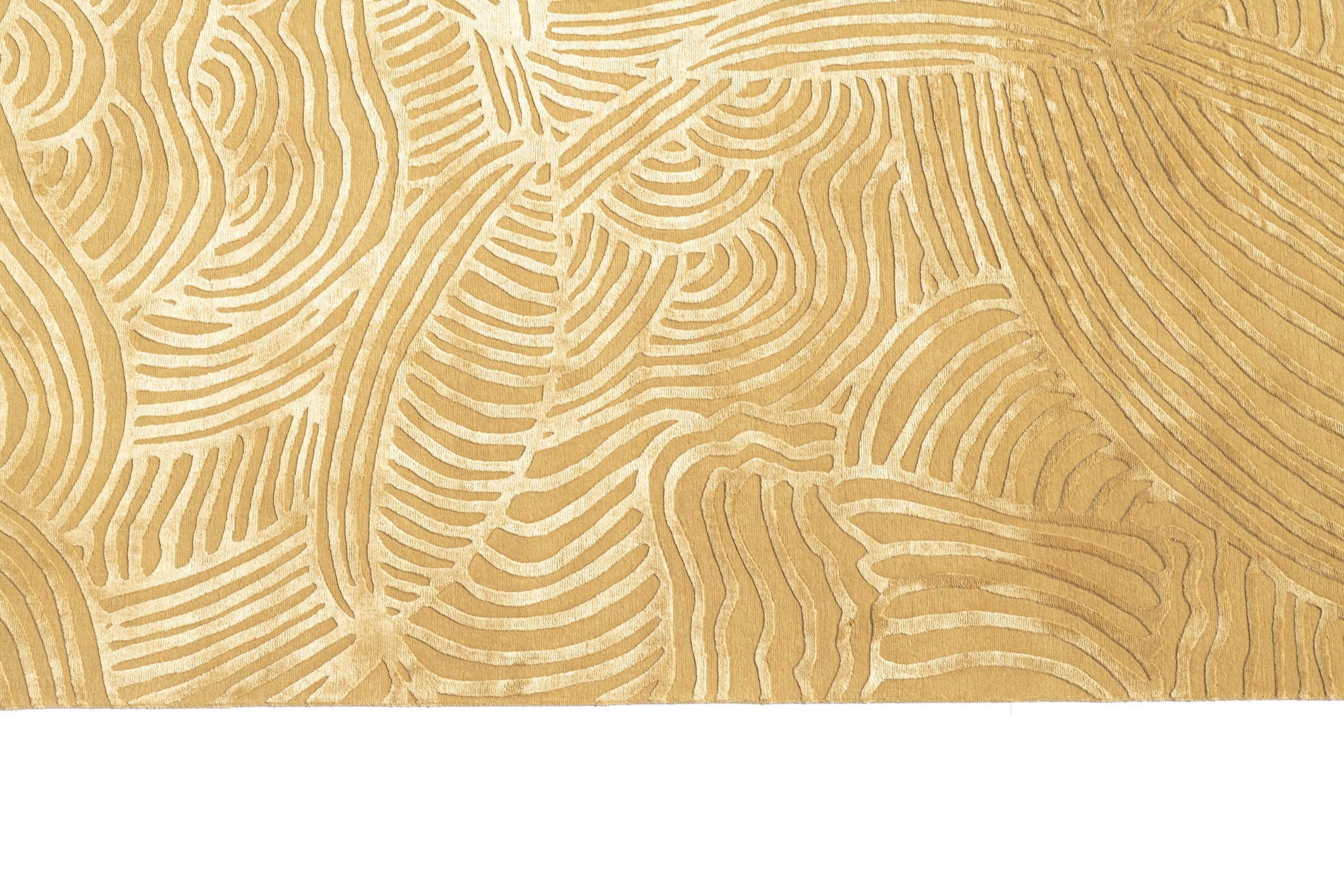 Coccoloba