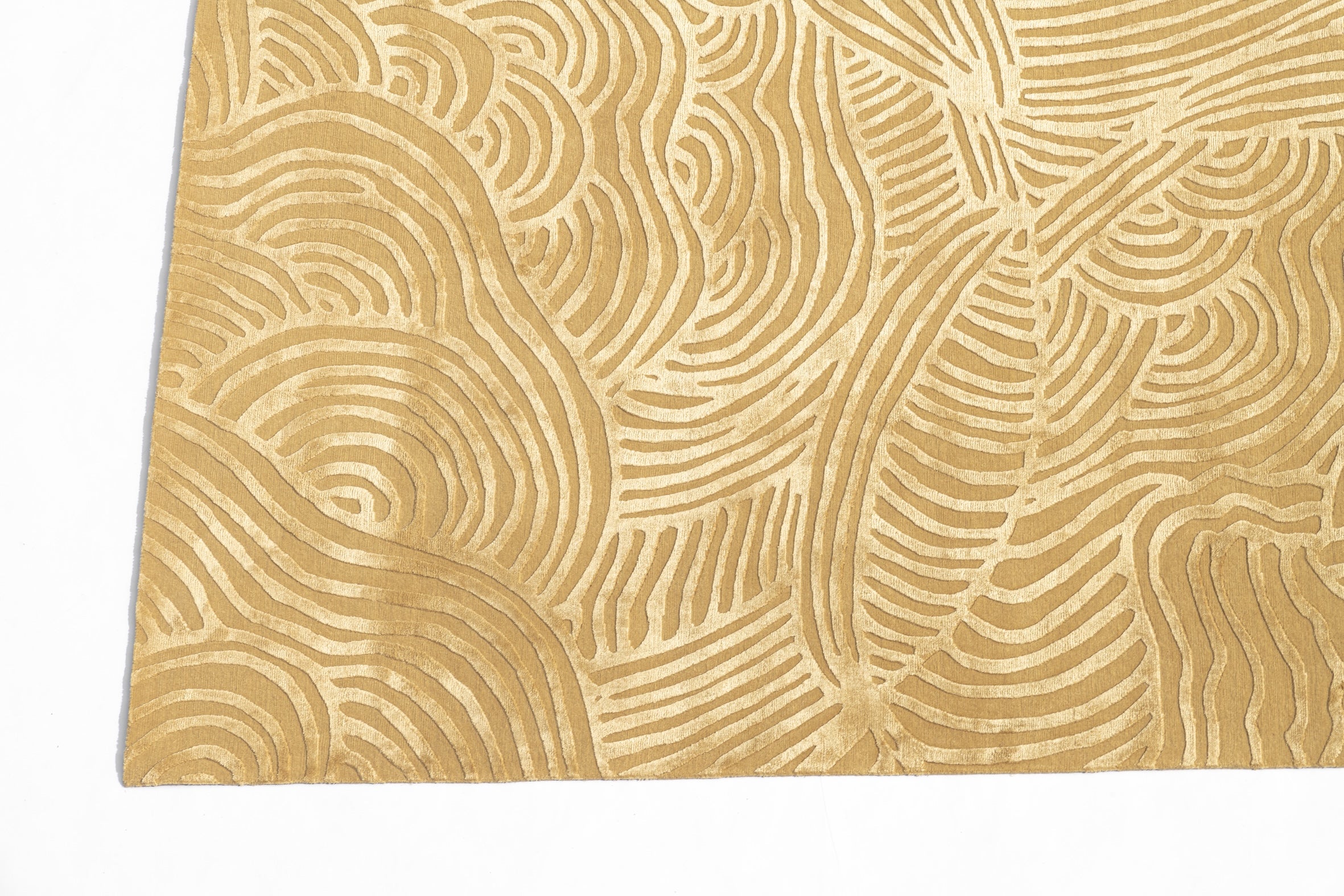 Coccoloba